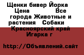 Щенки бивер Йорка  › Цена ­ 30 000 - Все города Животные и растения » Собаки   . Красноярский край,Игарка г.